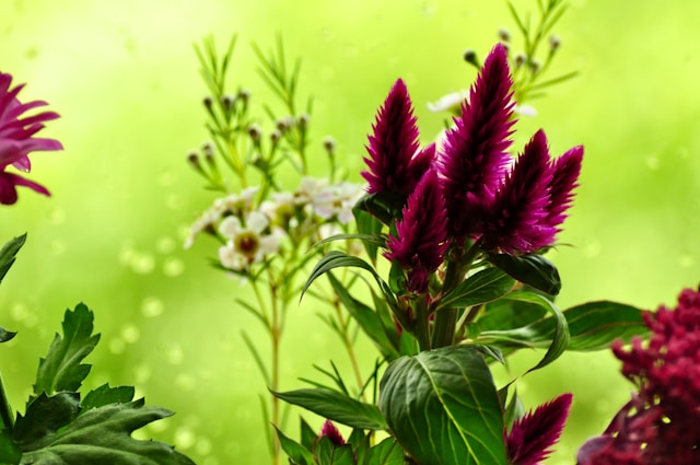 Beldondrix prednosti